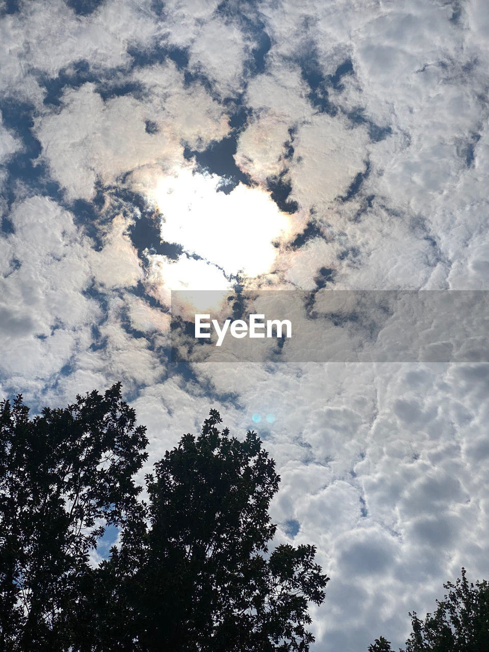 LOW ANGLE VIEW OF TREE BRANCHES AGAINST SKY