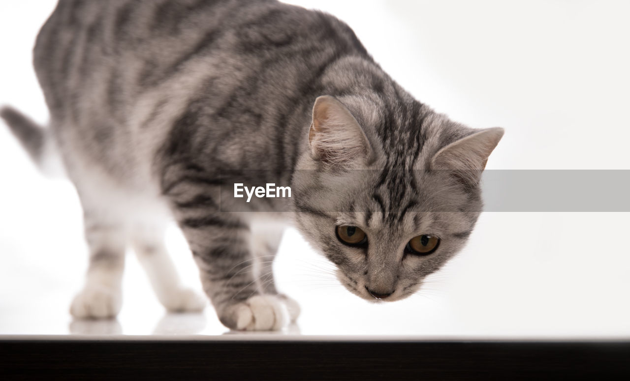 Close-up portrait of a cat against white background