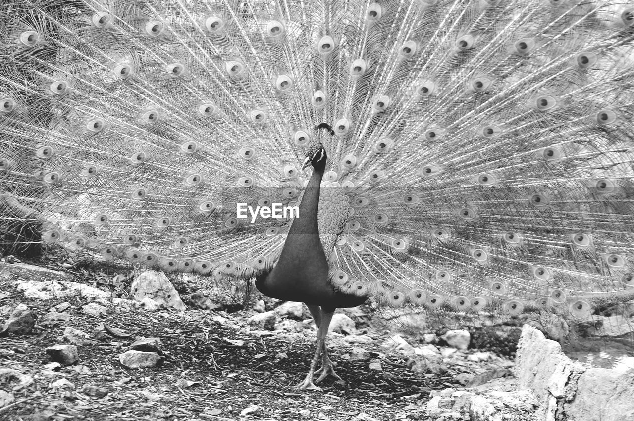 CLOSE-UP OF PEACOCK ON FIELD AGAINST BLURRED BACKGROUND