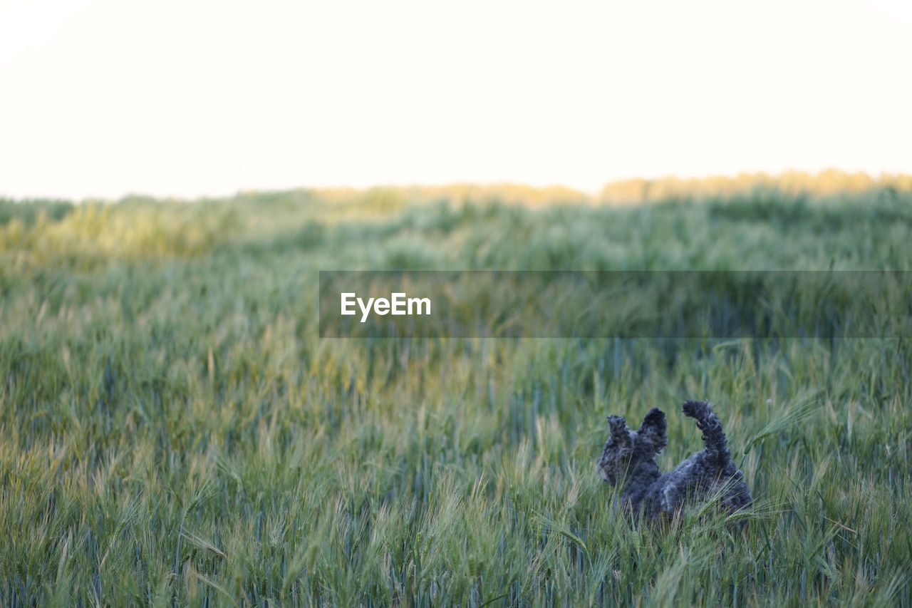 Cute 1 year old grey colored silver poodle dog jumping happily through a corn field at sunset