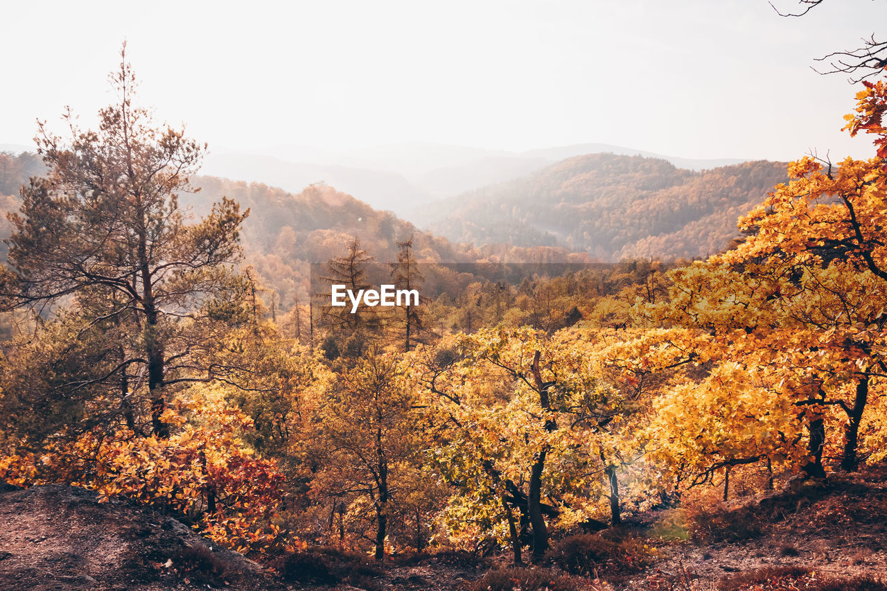 SCENIC VIEW OF FOREST DURING AUTUMN