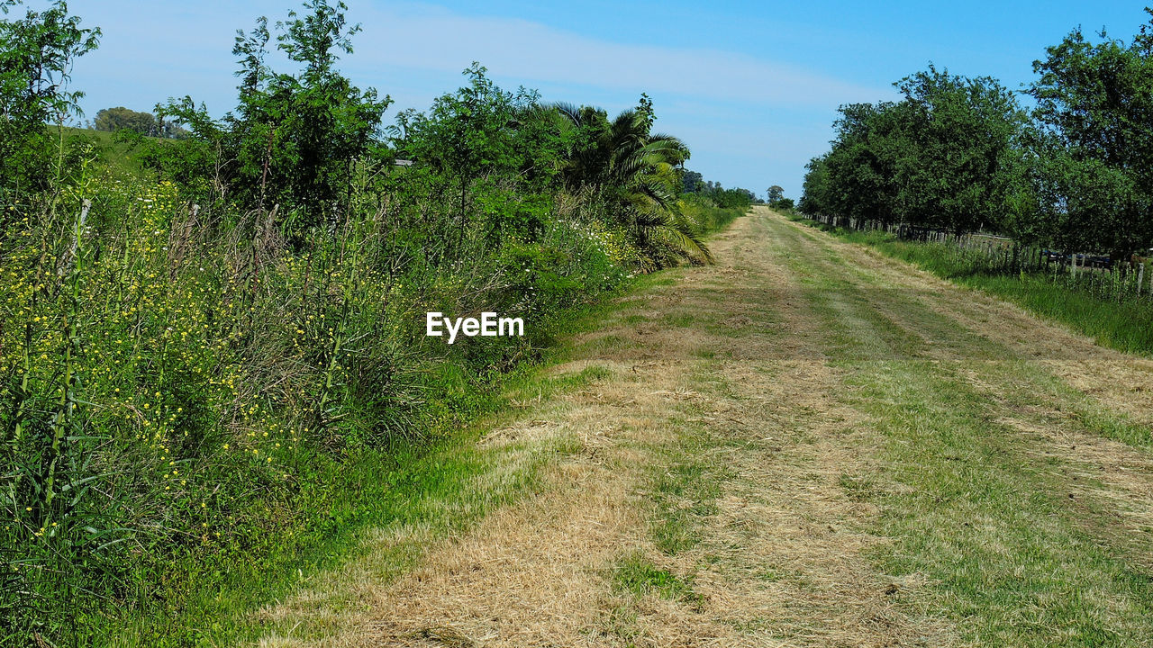 VIEW OF TREES ON GRASS