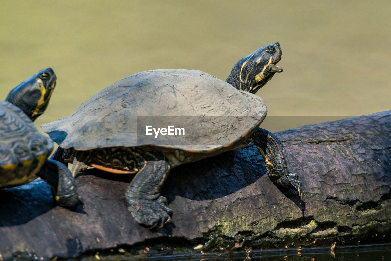CLOSE-UP OF TURTLE IN WATER