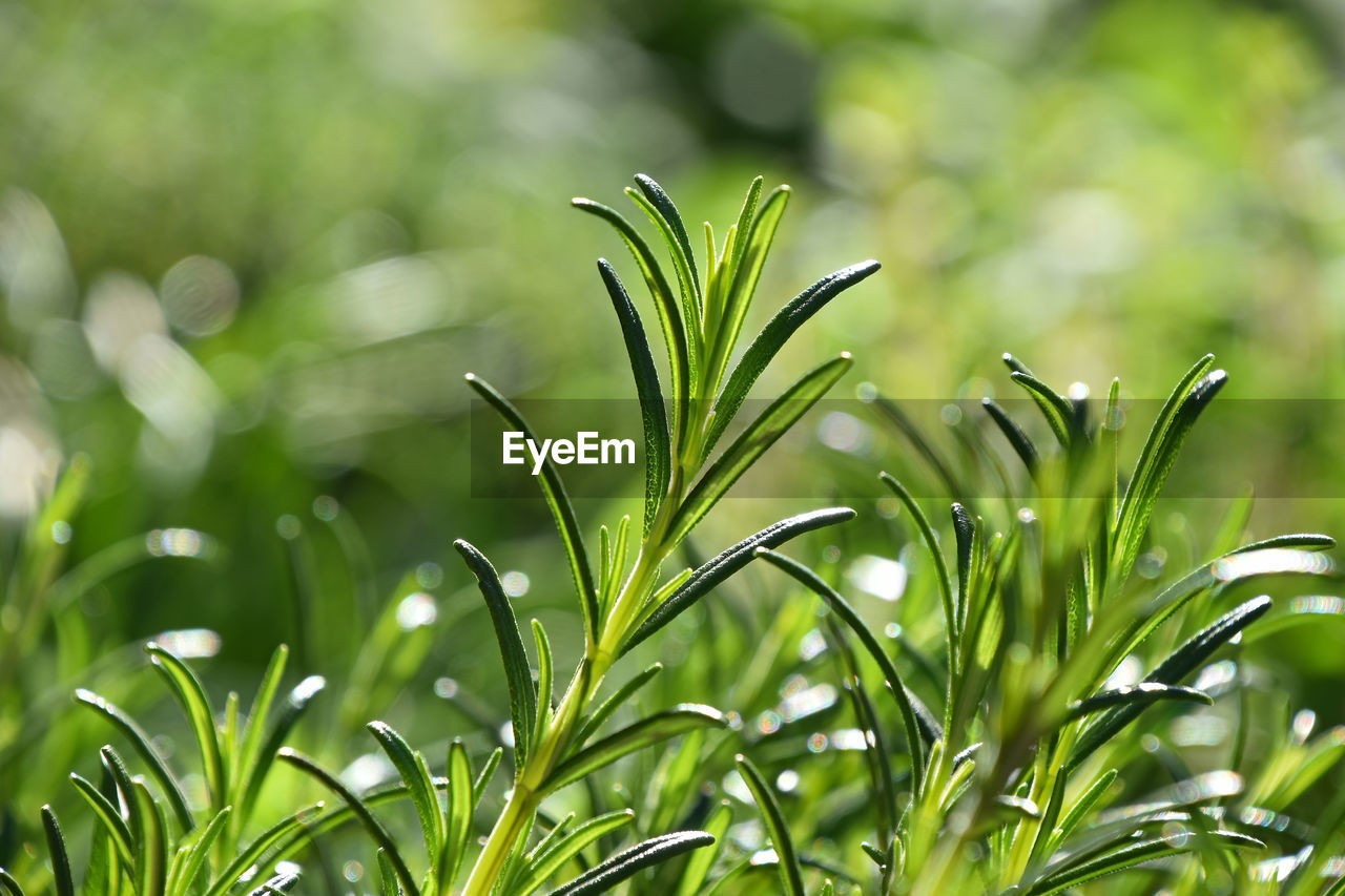 Close-up of fresh green leaves