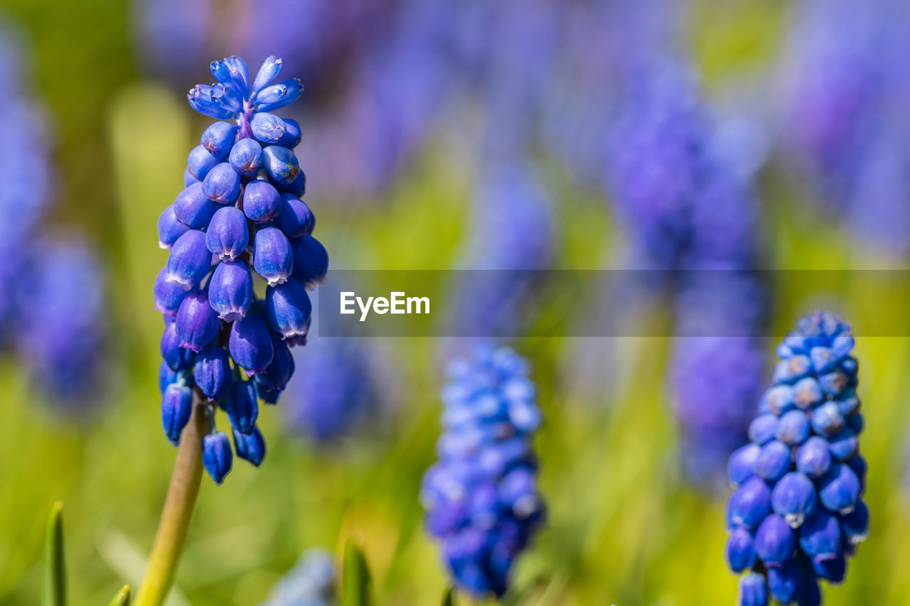 Close-up of purple flowering plants