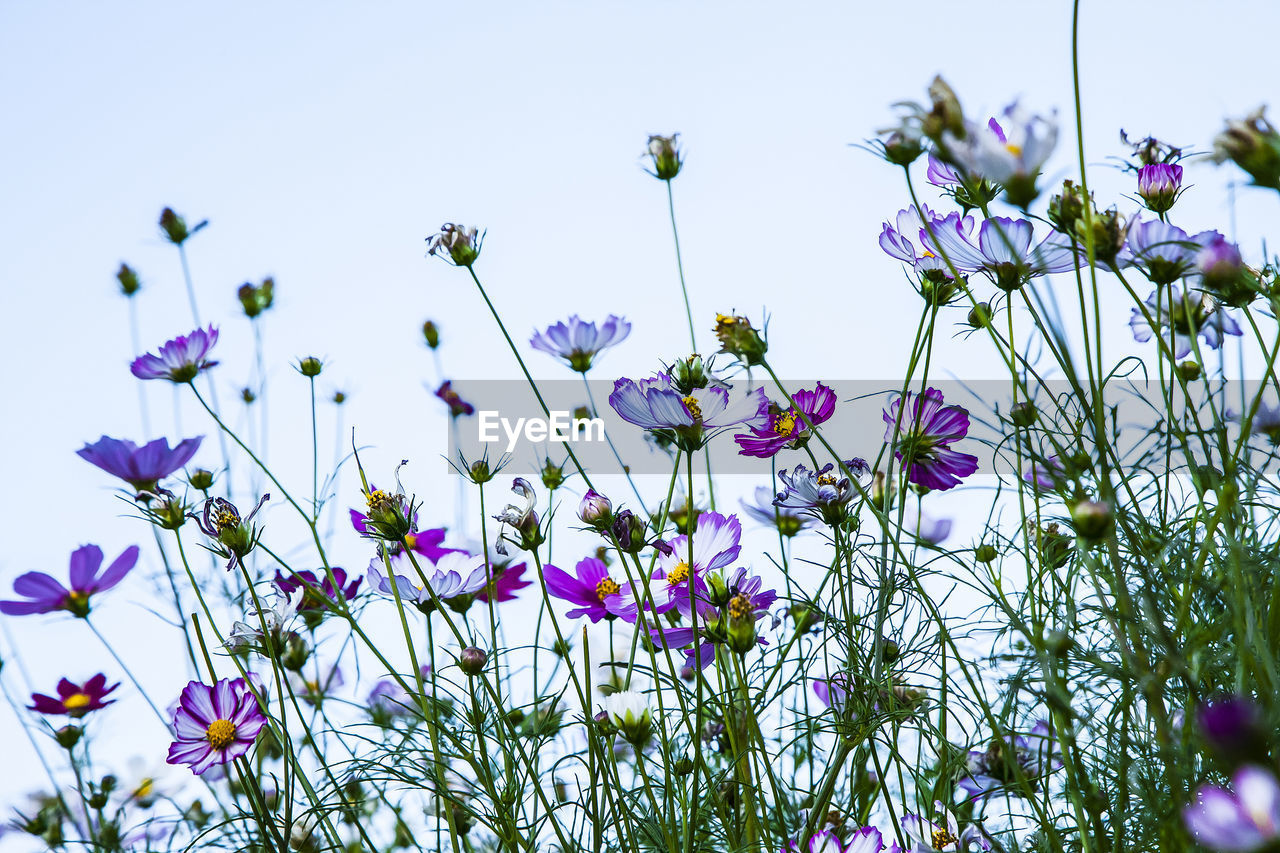 LOW ANGLE VIEW OF PURPLE FLOWERS