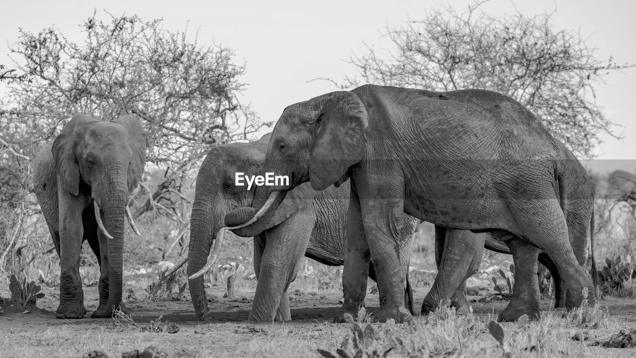 Elephants if tsavo at close range in black and white