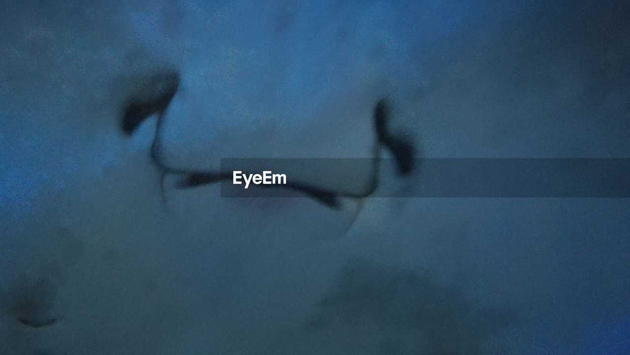 CLOSE-UP OF JELLYFISH SWIMMING IN SEA