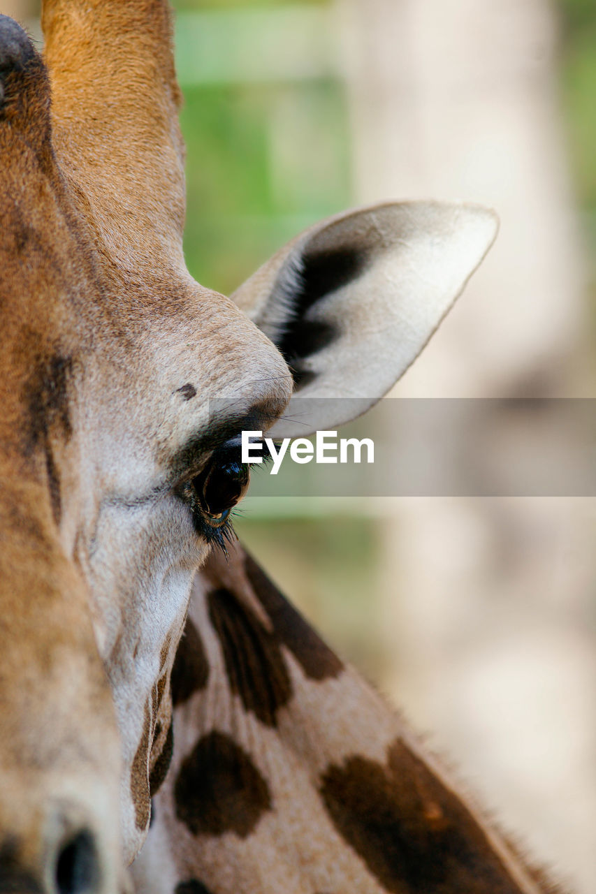 Close-up portrait of a giraffe