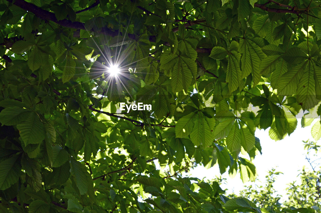 Low angle view of sunlight in between green leaves of tree twig