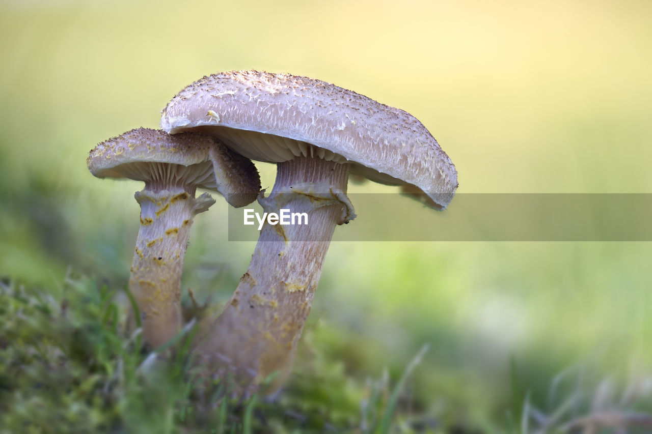 CLOSE-UP OF MUSHROOM IN FIELD