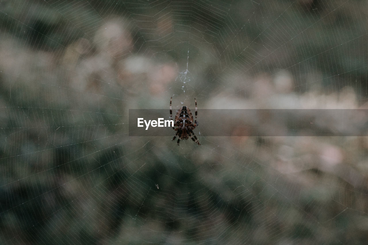 spider web, animal themes, spider, animal, arachnid, fragility, animal wildlife, nature, one animal, wildlife, insect, macro photography, close-up, no people, focus on foreground, outdoors, animal body part, selective focus, beauty in nature, macro, zoology, day
