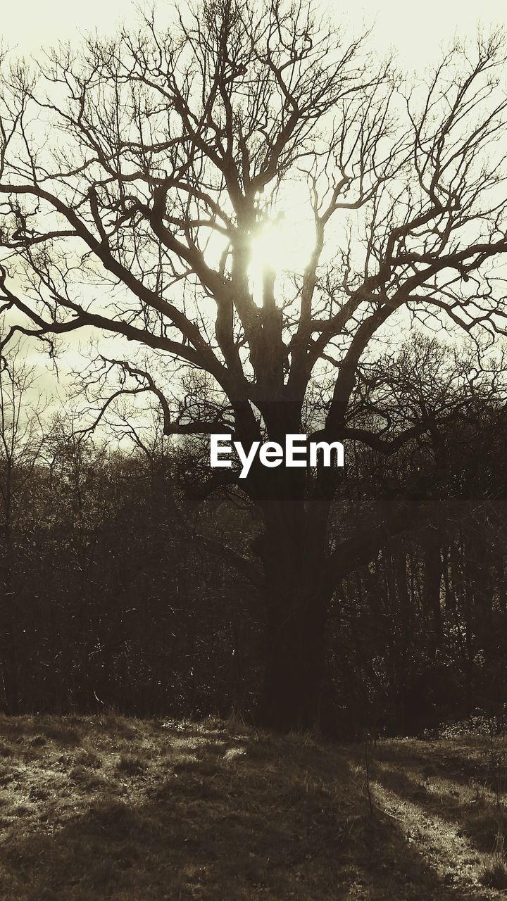 Bare trees on field against sky