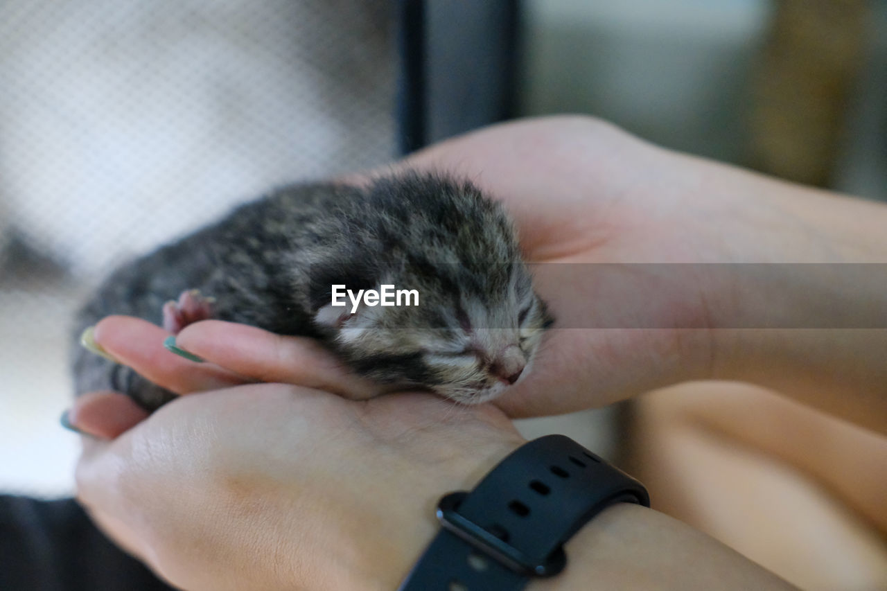 animal, animal themes, pet, mammal, hand, domestic animals, one animal, cat, holding, young animal, one person, kitten, close-up, focus on foreground, indoors, care, love, friendship, adult, whiskers, skin, cute