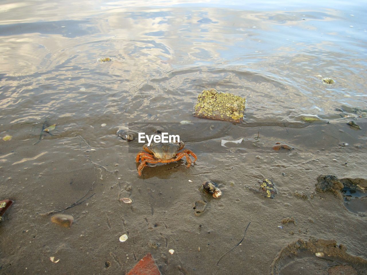 Close-up of a crab on shore