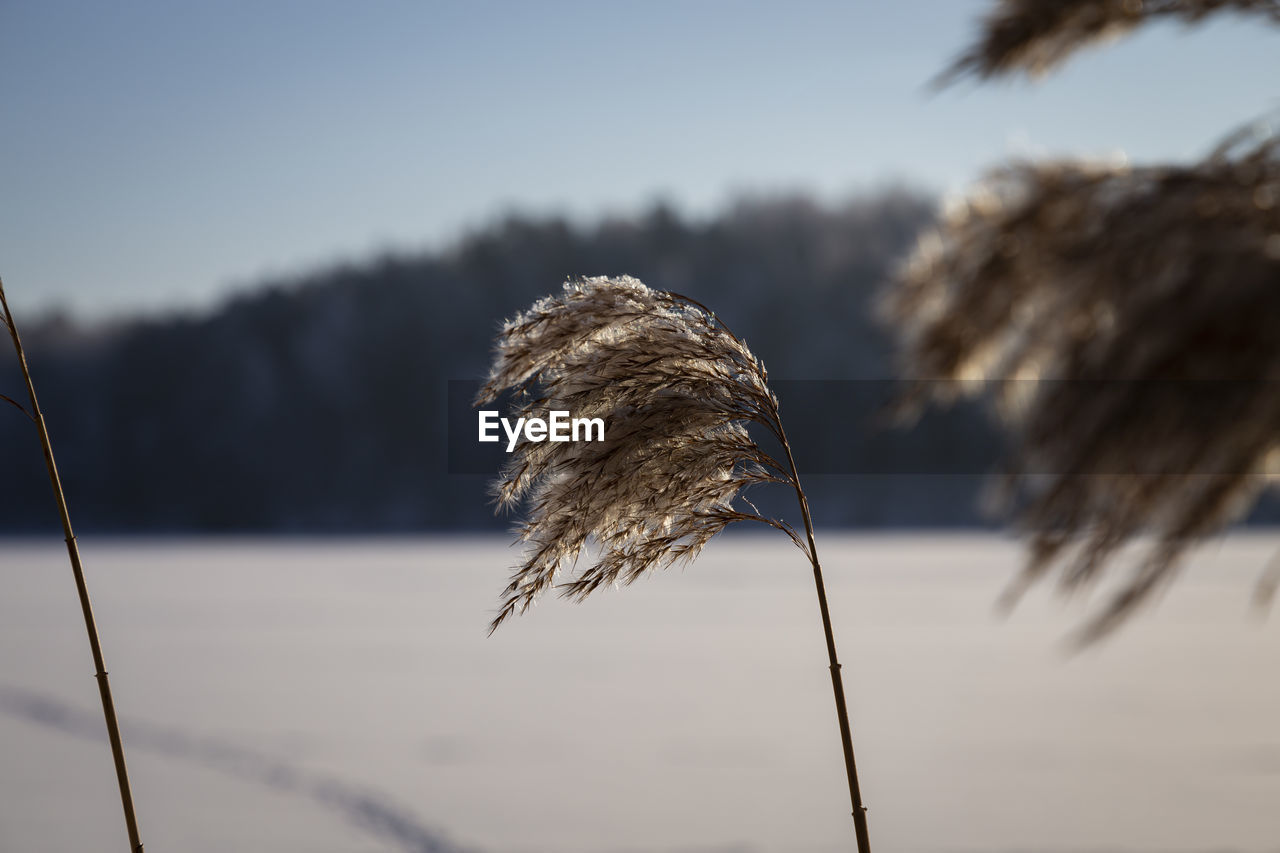 Closeup of reed on the the shore of frozen winter lake with a wood and snowy lake in the background.