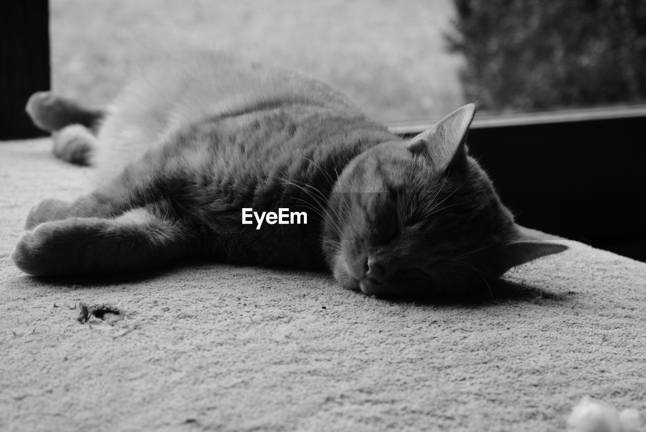 Close-up of cat sleeping on retaining wall