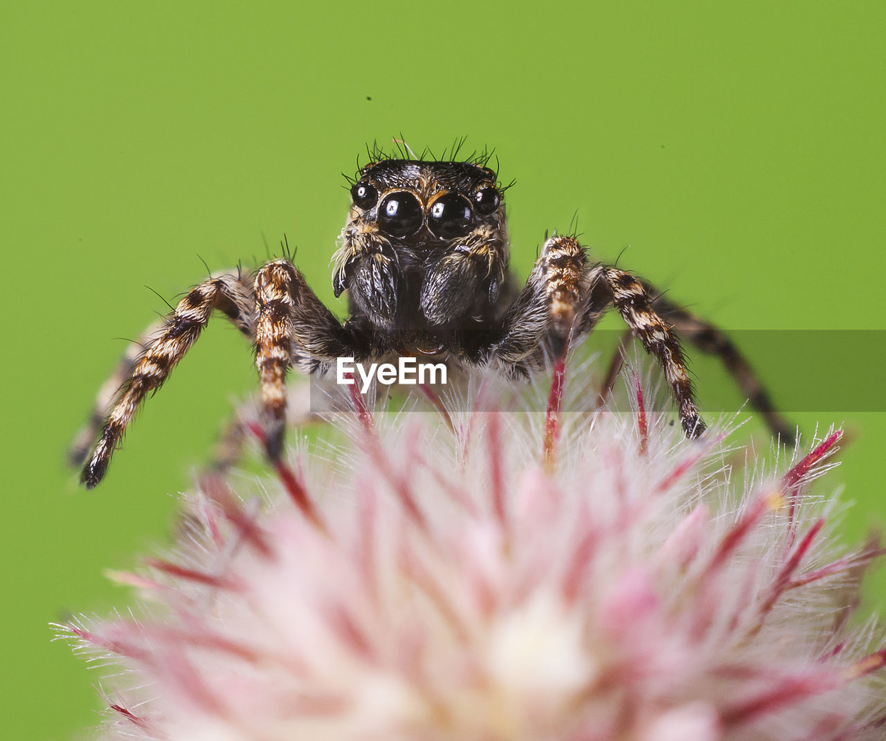 Close-up of spider on flower