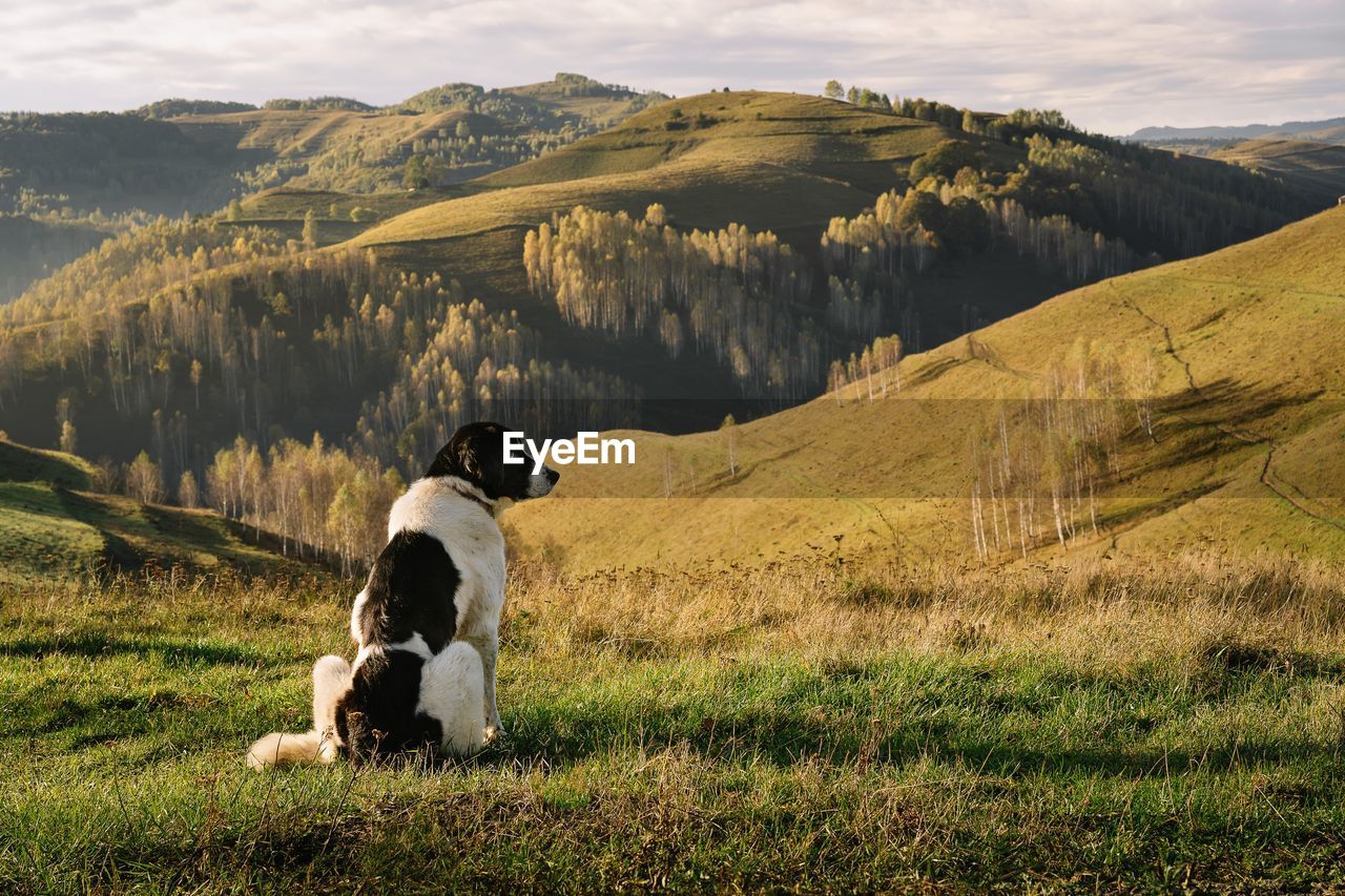 View of a dog on mountain landscape