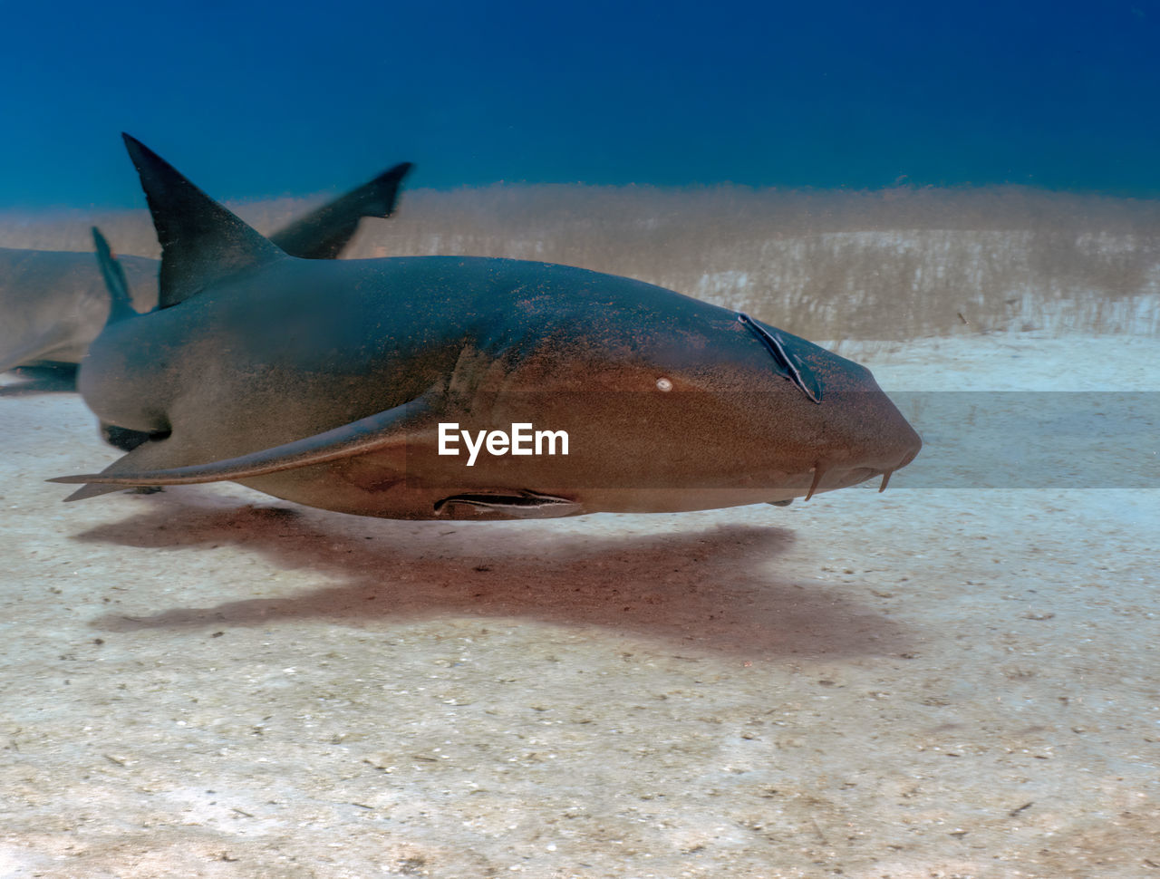 A nurse shark - ginglymostoma cirratum - in bimini, bahamas