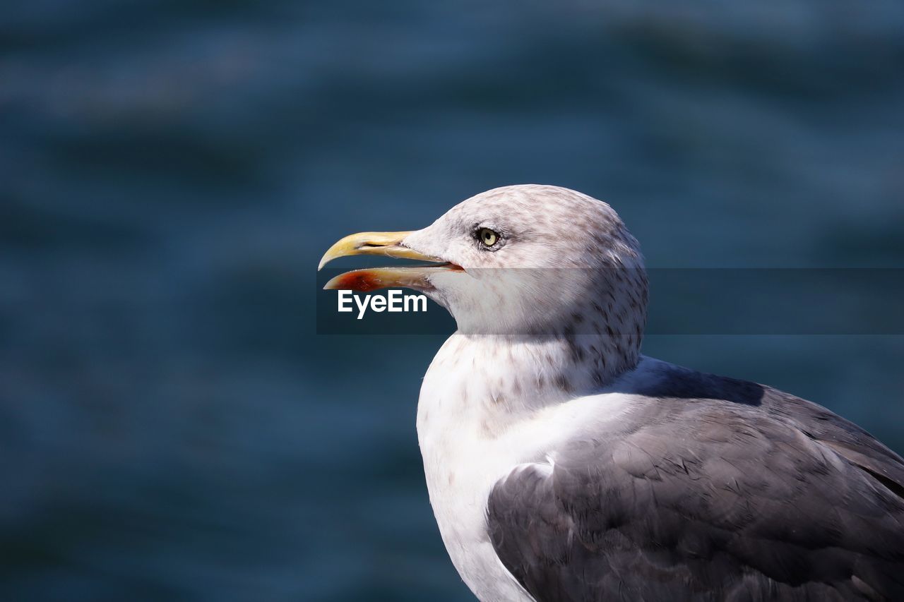 Close-up of seagull