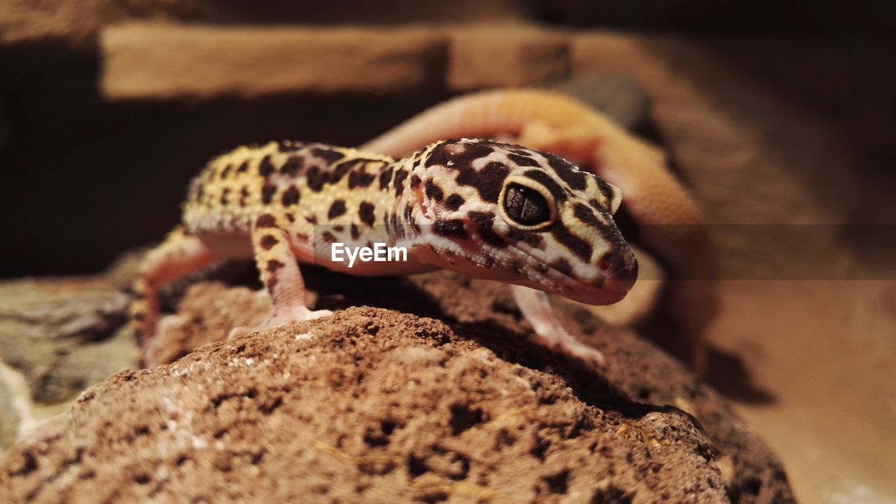 Close-up of gecko on rock