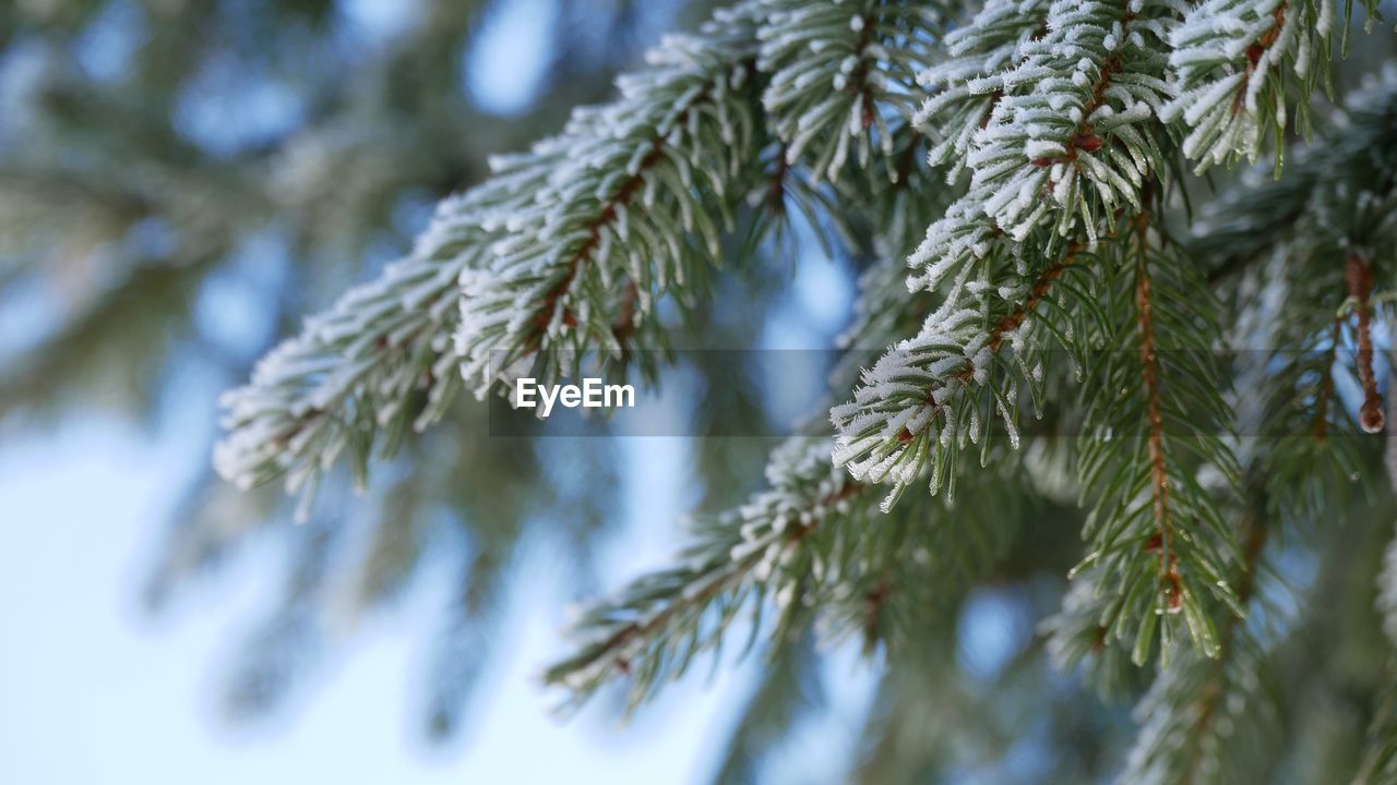 tree, branch, plant, pine tree, coniferous tree, nature, pinaceae, twig, spruce, fir, cold temperature, no people, winter, needle - plant part, close-up, snow, beauty in nature, focus on foreground, leaf, day, growth, outdoors, christmas tree, low angle view, fir tree, green, plant part, selective focus, frozen, tranquility, christmas, spruce tree, evergreen