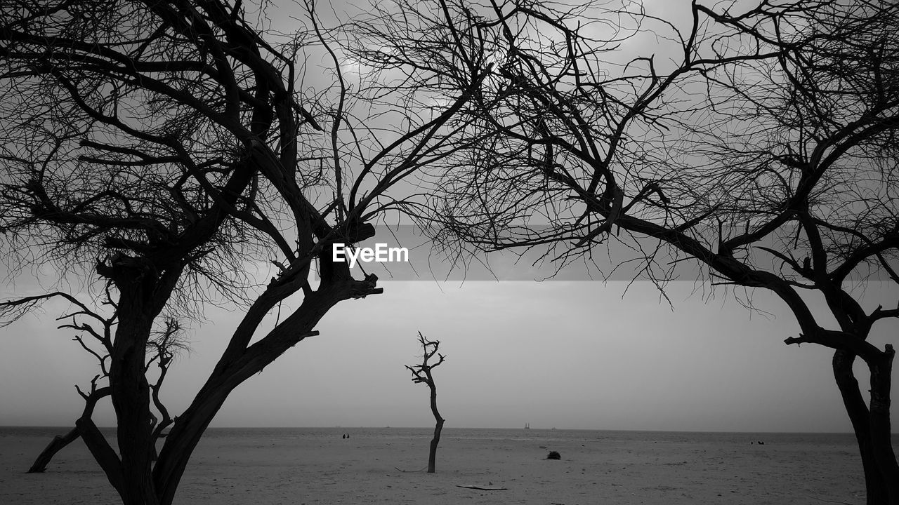 Bare tree on beach against sky