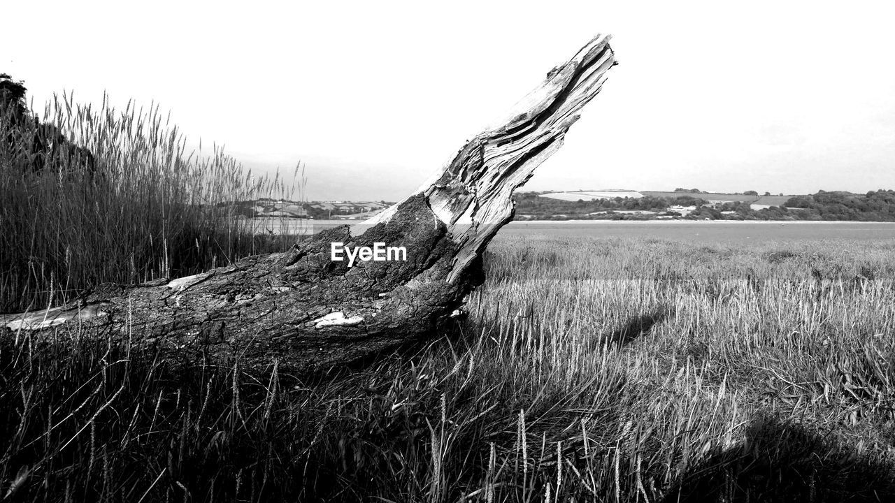 VIEW OF DRIFTWOOD ON FIELD