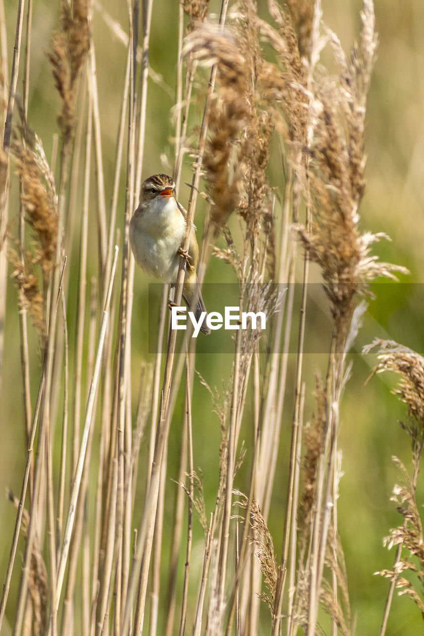 animal themes, animal, animal wildlife, plant, bird, wildlife, crop, nature, one animal, cereal plant, grass, prairie, agriculture, perching, no people, beauty in nature, growth, land, field, outdoors, focus on foreground, day, landscape, food, wheat, environment, tree, sparrow