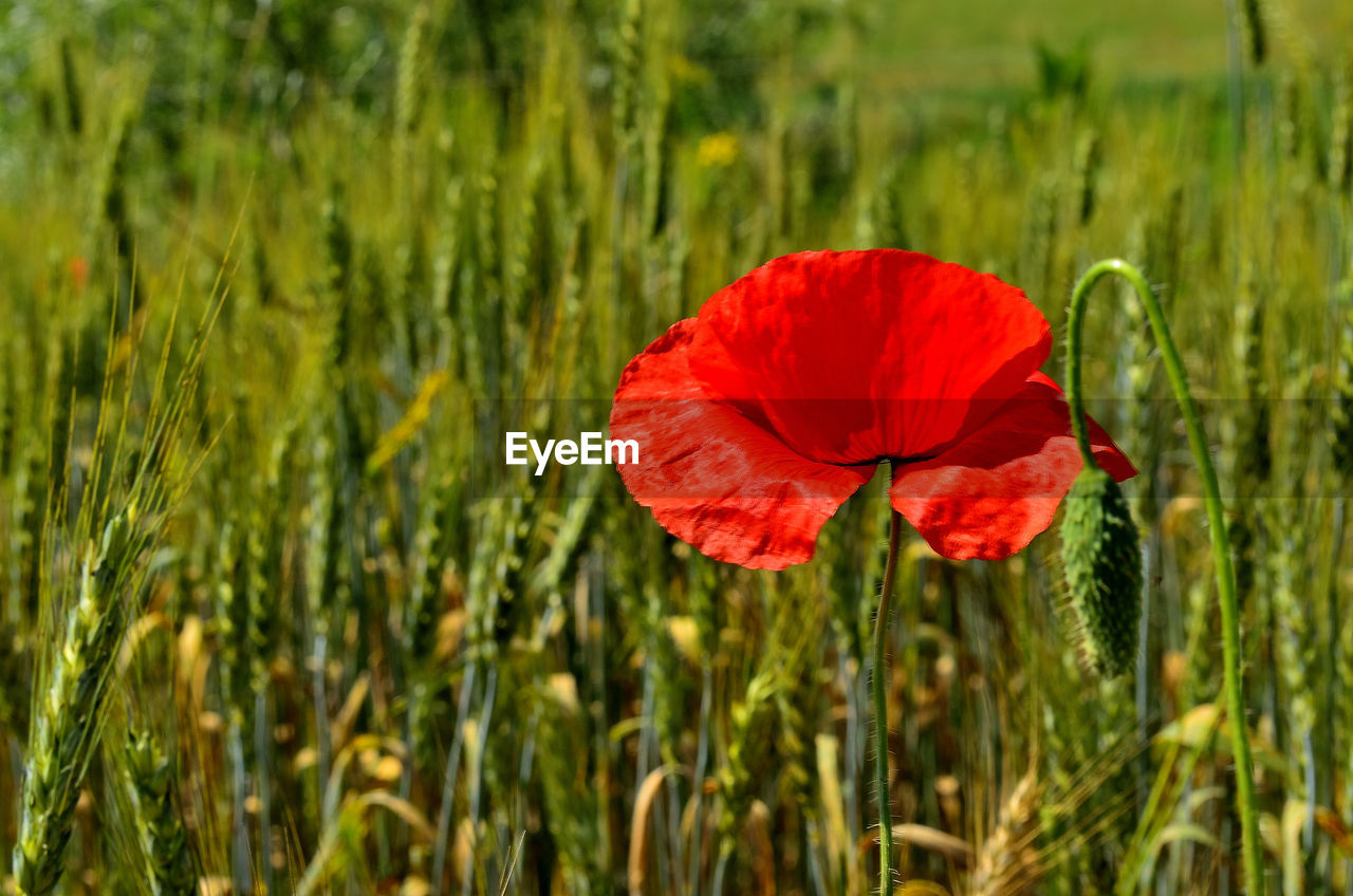 One red poppy flower in golden wheat field during summer at countryside in transylvania.	
