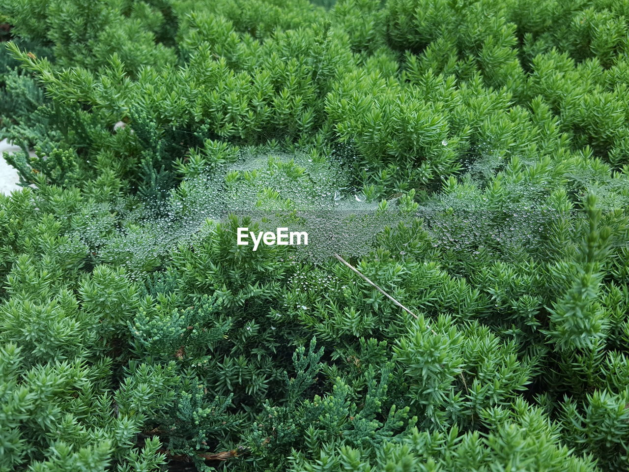 FULL FRAME SHOT OF TREE IN FOREST