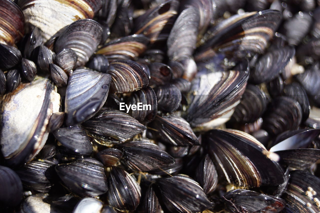 HIGH ANGLE VIEW OF SHELLS IN MARKET