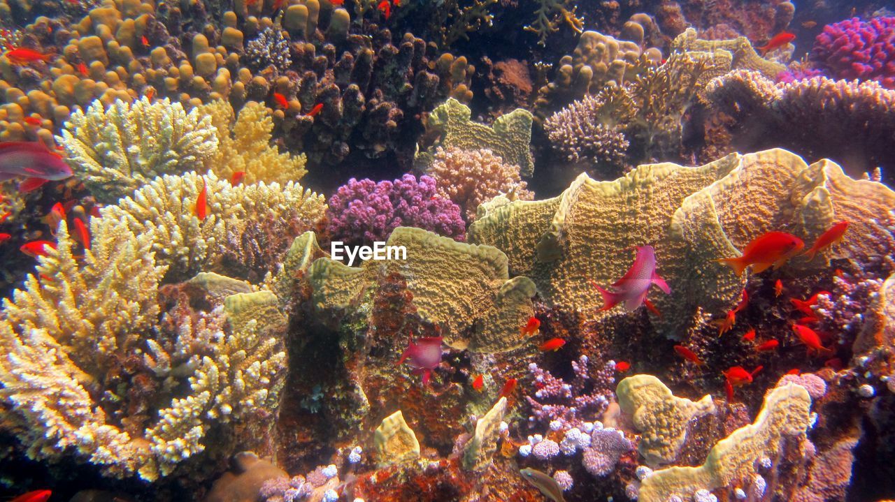 VIEW OF CORAL UNDERWATER