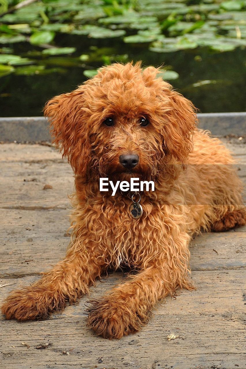 Portrait of cockapoo resting on pier against lake