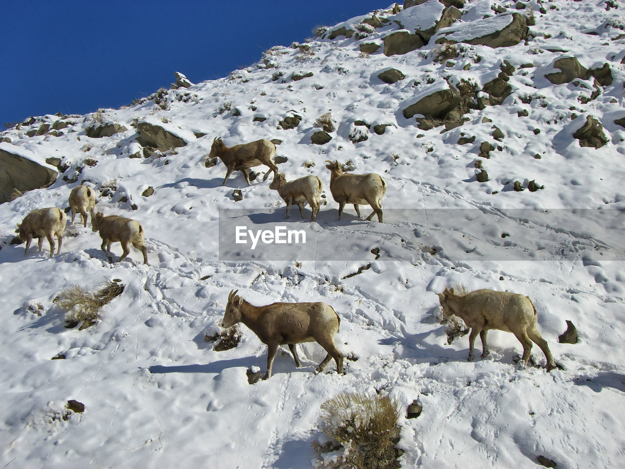 View of animals on snow covered field