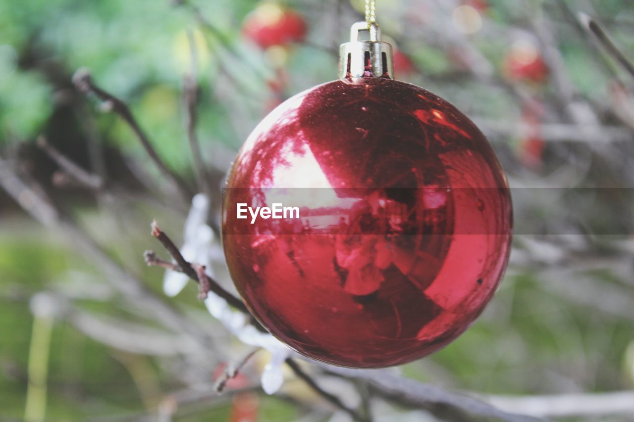 CLOSE-UP OF CHRISTMAS HANGING ON TREE