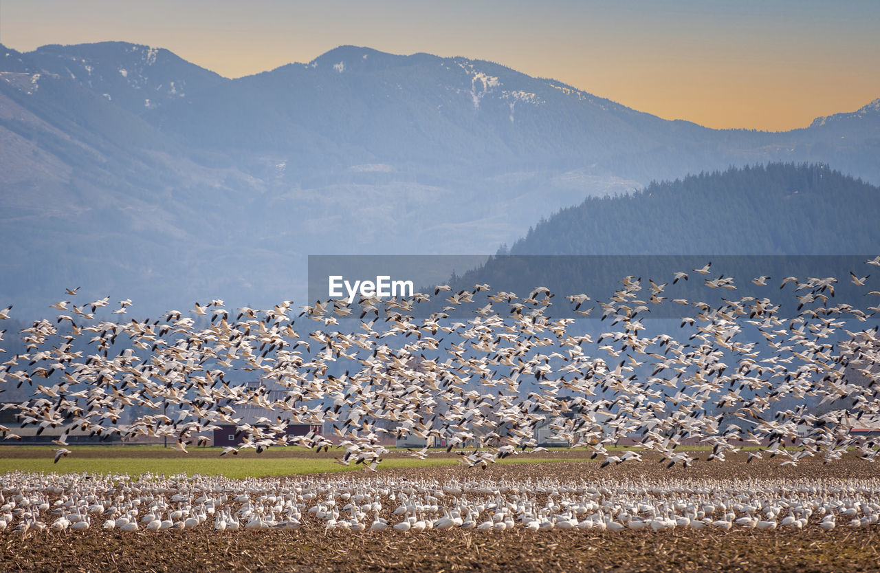 Snow geese in the skagit valley of washington state. 