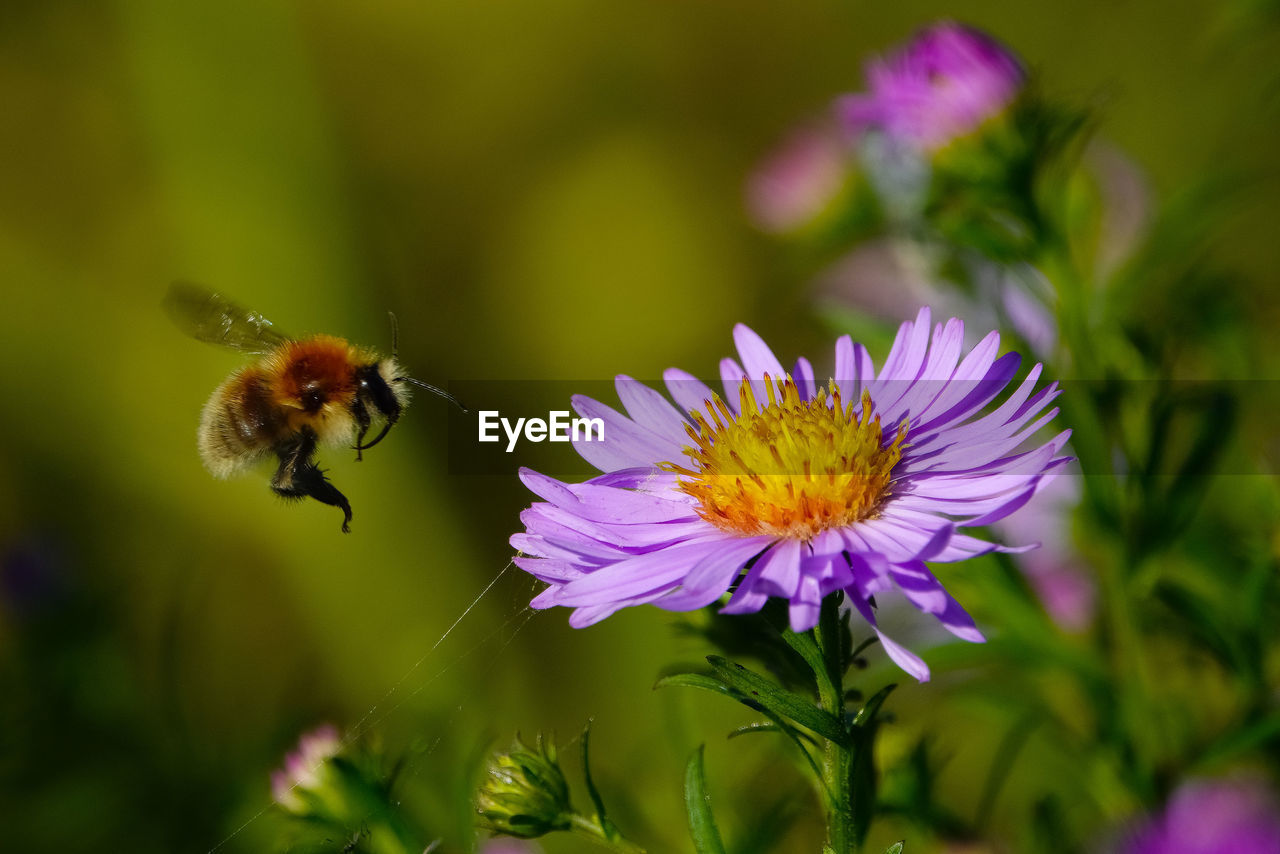 CLOSE-UP OF HONEY BEE ON PURPLE FLOWER