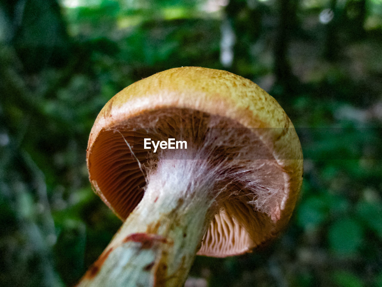 Cobweb mushroom growing in the forest