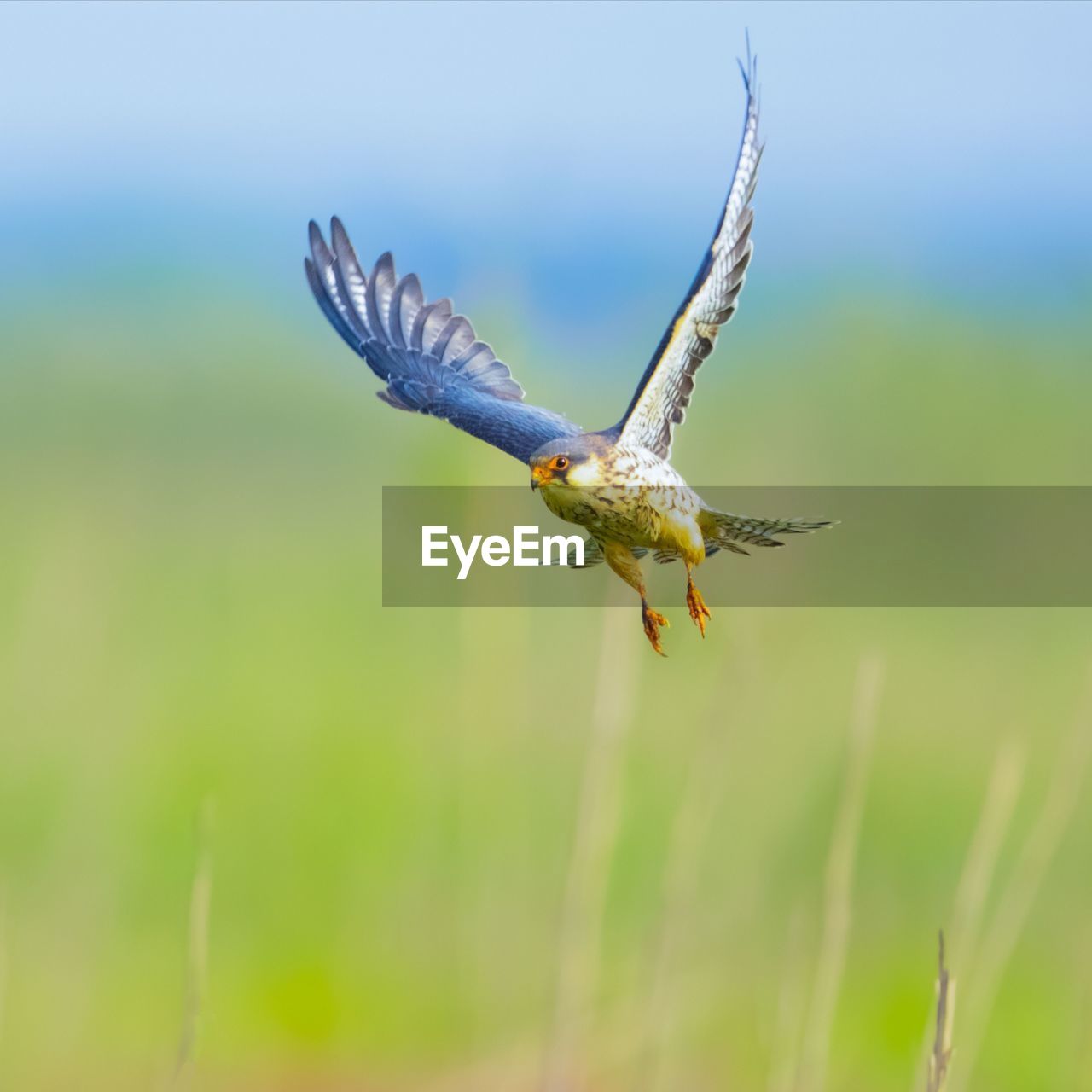 CLOSE-UP OF BIRD FLYING OVER A BLURRED BACKGROUND