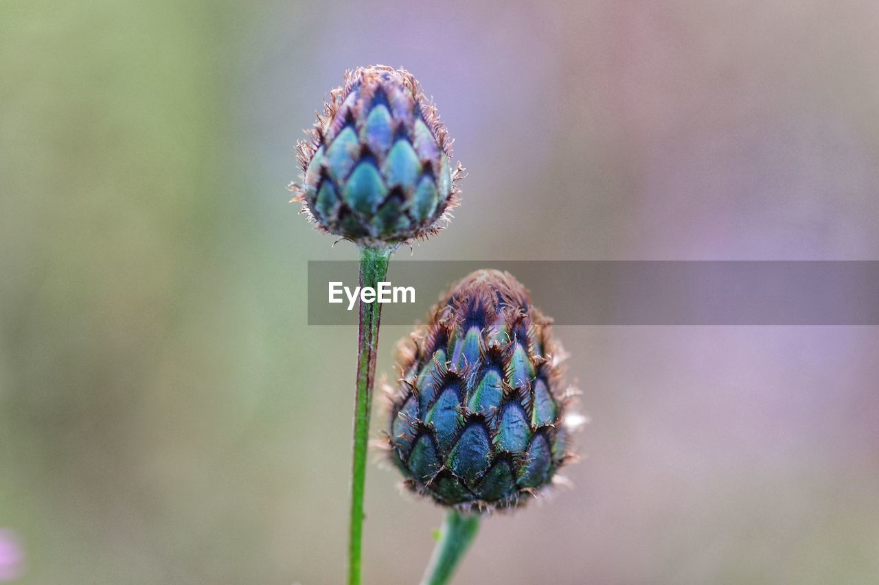 CLOSE-UP OF PURPLE FLOWER