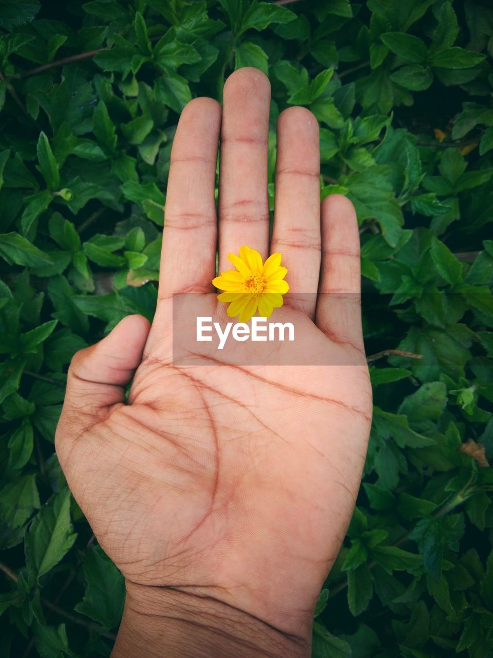 Close-up of hand holding yellow flower over plants