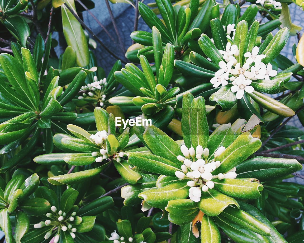 High angle view of plants