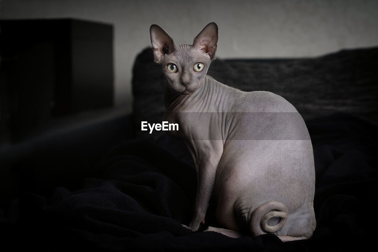 Portrait of a sphynx cat.