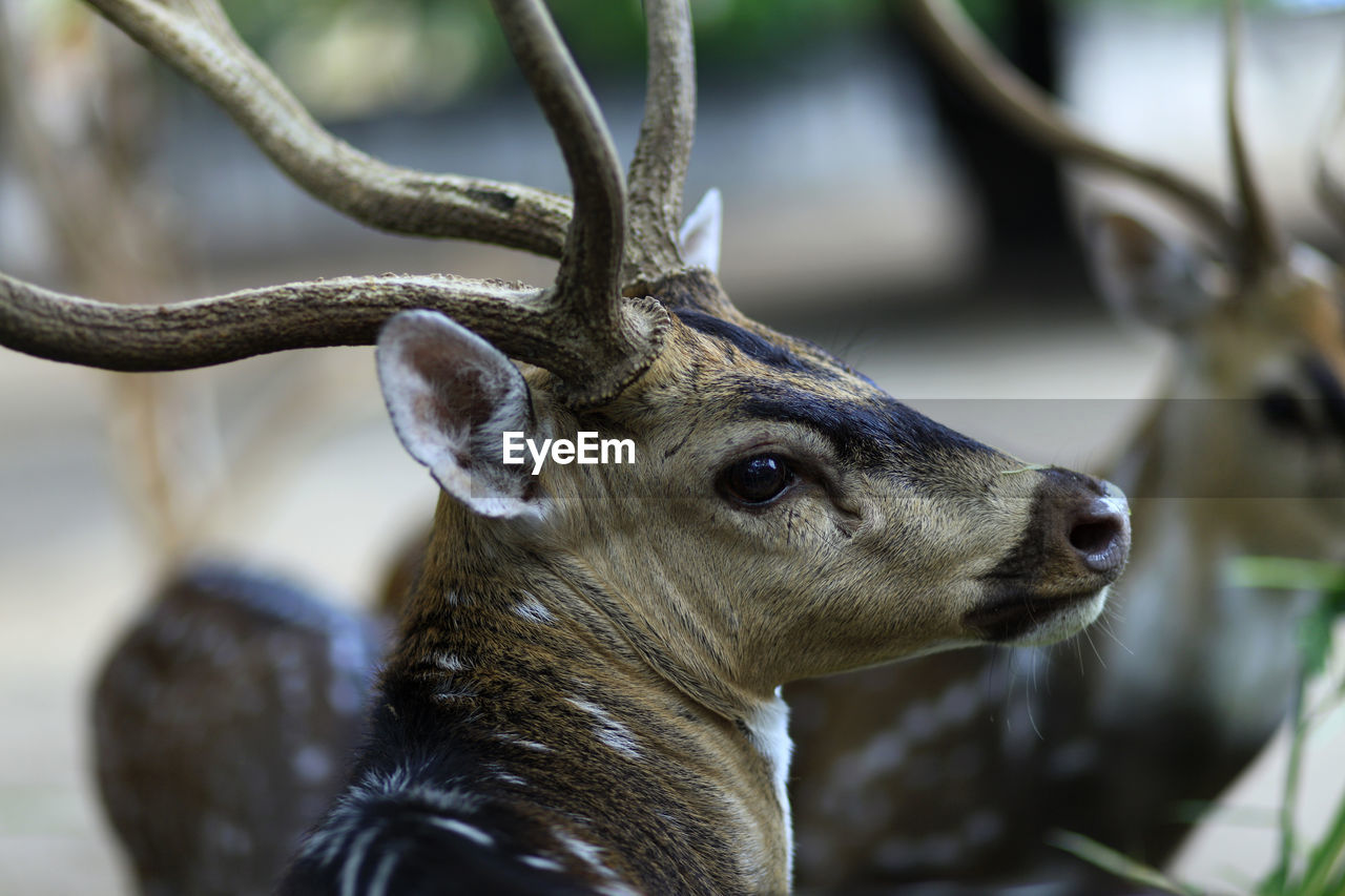 Head of a male spotted deer, a grass-eating mammal. male deer are aggressive to protect territories.