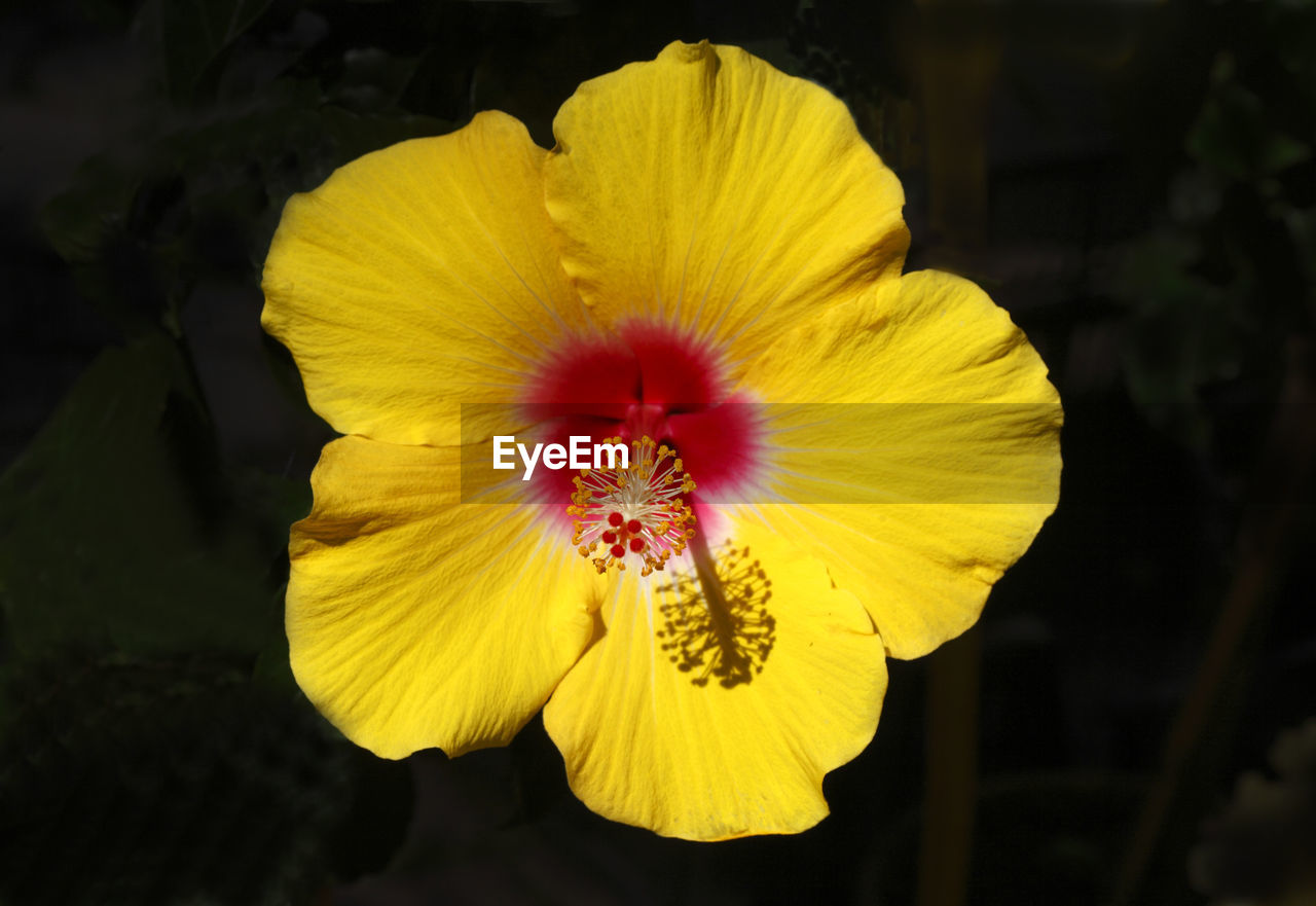 CLOSE-UP OF YELLOW HIBISCUS BLOOMING