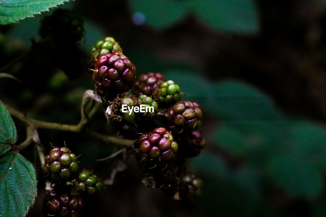 CLOSE-UP OF BERRIES ON TREE