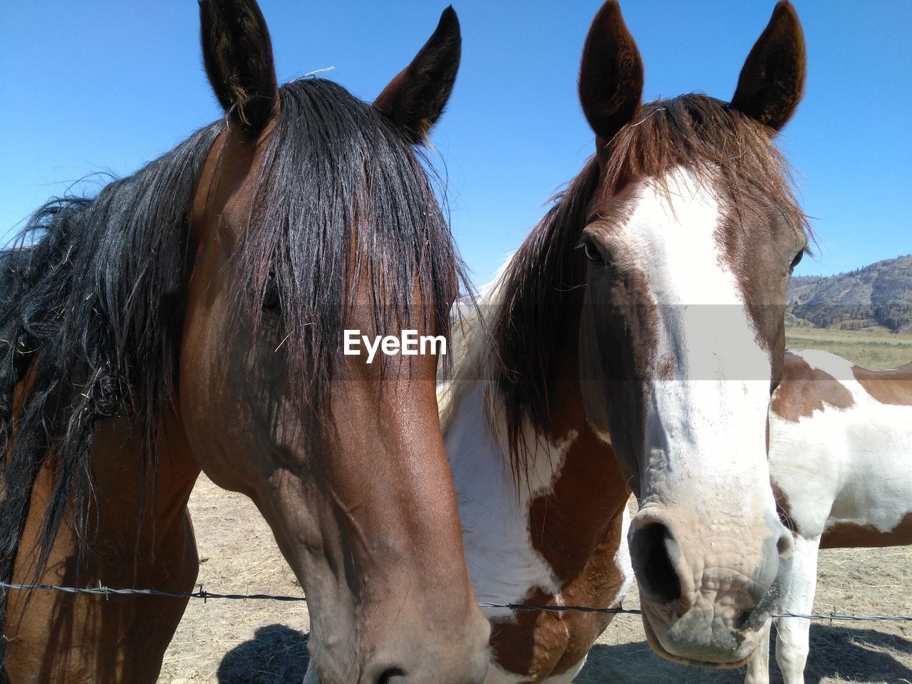 CLOSE-UP OF HORSES STANDING IN RANCH