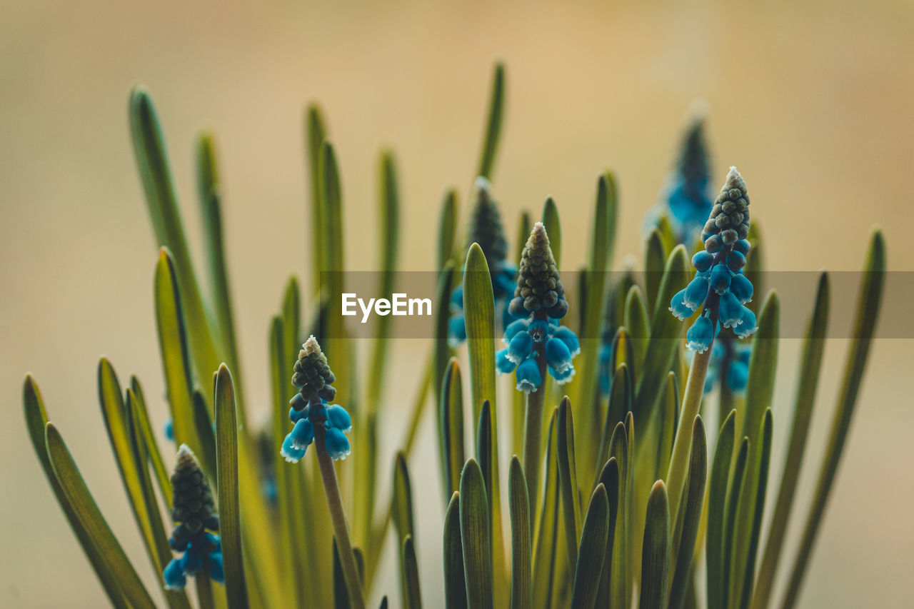 Hyacinth flowers in warm colors against a smooth bokeh